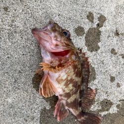 ガシラのみ