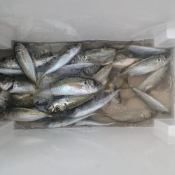 サビキ爆釣果