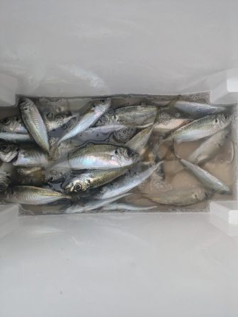 サビキ爆釣果
