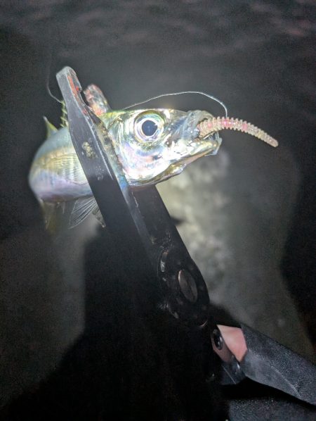 陸っぱり釣行記