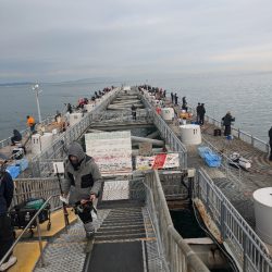 サビキ爆釣果