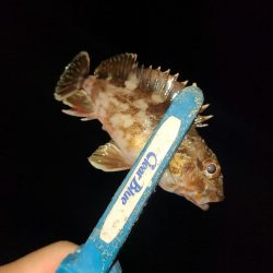 三寒四温