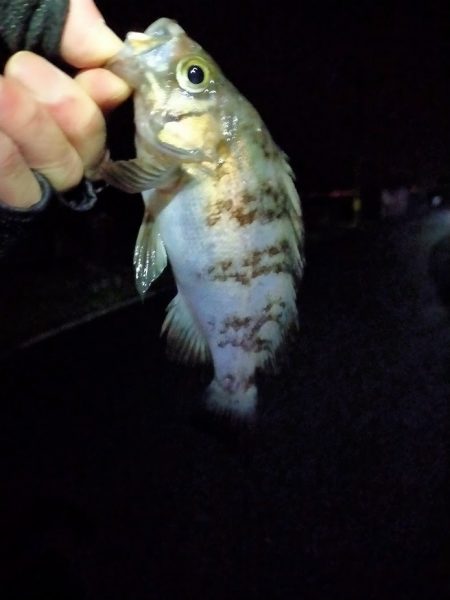 今年初のサゴシ