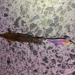 長崎エギング