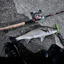 狙い通り！ちゃんとやれば二投目で釣れる！