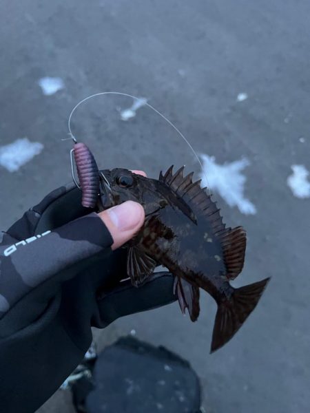 根魚ライトゲーム