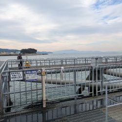 サビキ爆釣果