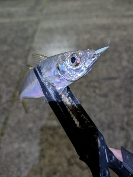 陸っぱり釣行記