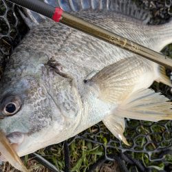 広島チニング花粉エグすぎ…