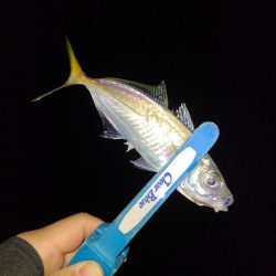アジング