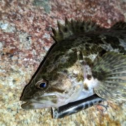 根魚