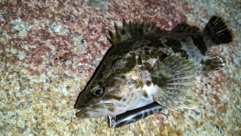 根魚