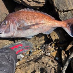 チヌ狙いでマダイの大物が釣れました