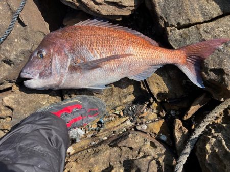 チヌ狙いでマダイの大物が釣れました
