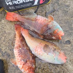 和歌山市江（吉丸渡船）でグレ釣りの予定が・・