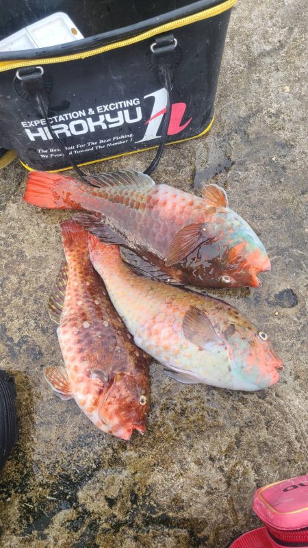 和歌山市江（吉丸渡船）でグレ釣りの予定が・・