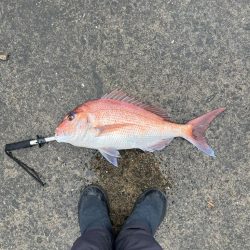 ショアレッド