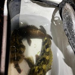 メバリング
