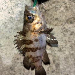 メバル⑩