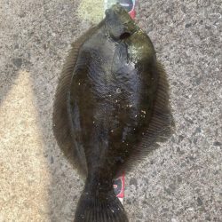 花見カレイ②
