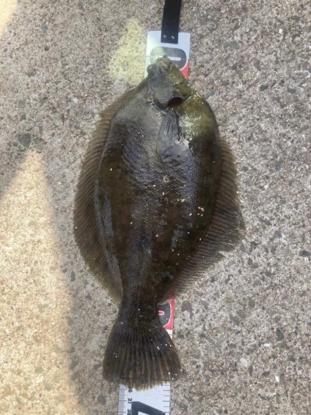 花見カレイ②