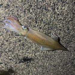 ボウズは回避
