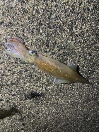 ボウズは回避
