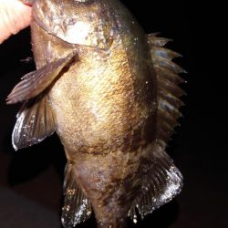 電気浮釣り 2