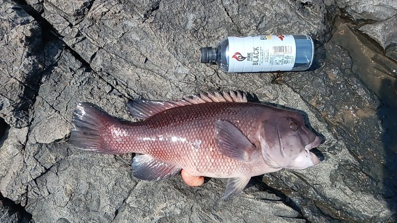 泡の筋が続いている日はやはり釣れない気がする。