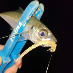 アジング