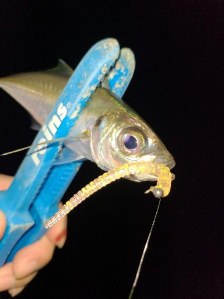 アジング