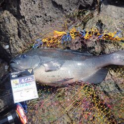 良型連発！西ノ島の寒グレ釣り