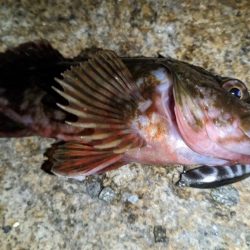 根魚