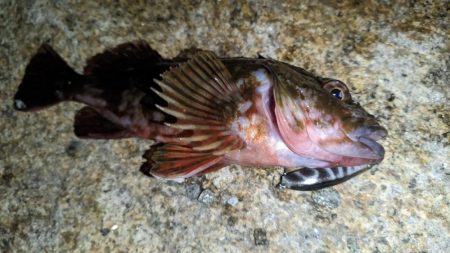 根魚