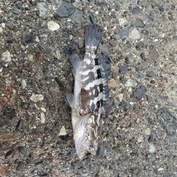 幻の！？