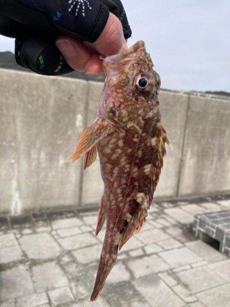 淡路島釣行！