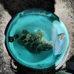 メバル不在