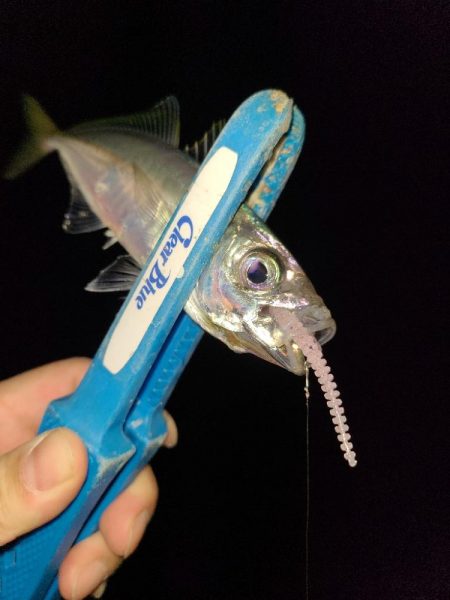 アジング