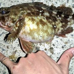 根魚