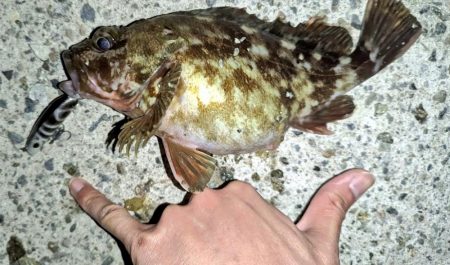 根魚