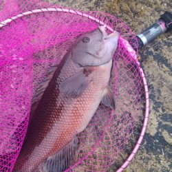和歌山市江（吉丸渡船）でグレ釣りの予定が・・