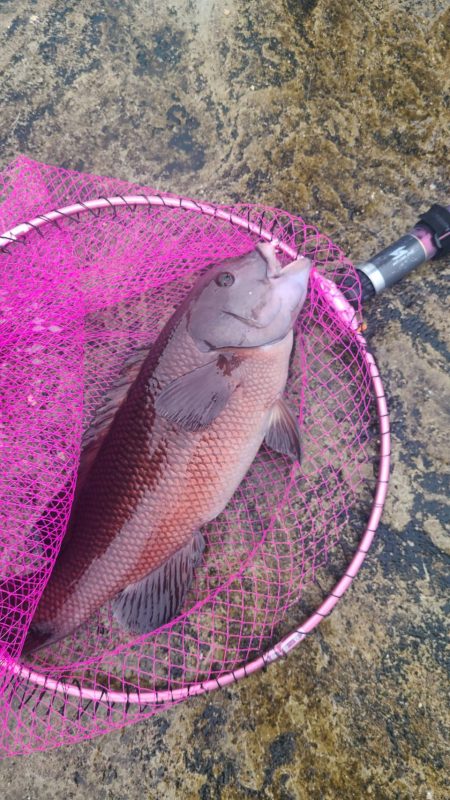 和歌山市江（吉丸渡船）でグレ釣りの予定が・・
