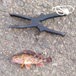 3人で爆釣