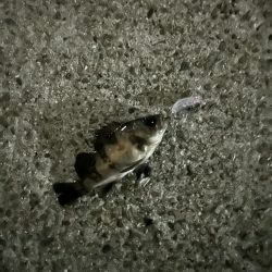 暇つぶし調査