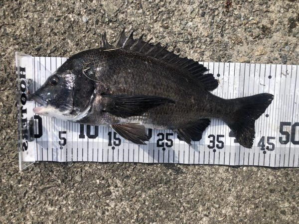 イチノ兄弟、釣果！