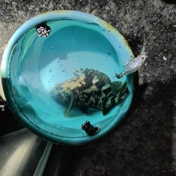 メバル不在