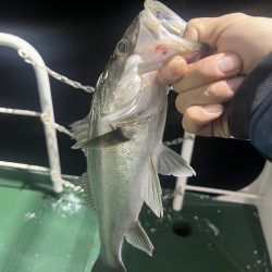 シーバスいた