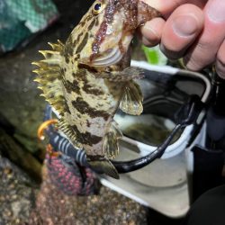 メバリング