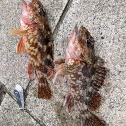 淡路島釣行！