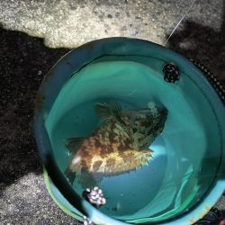 メバル不在